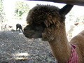 R_paca.jpg